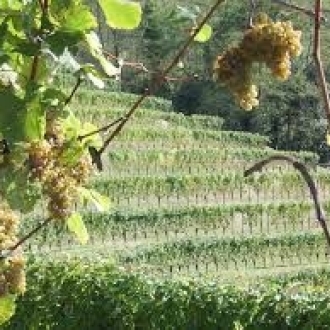 カーヴ ド ガン ジュランソン シャトー ド ナヴァイユ 2017 / Cave de Gan Jurancon Chateau de Navailles 2017サムネイル2