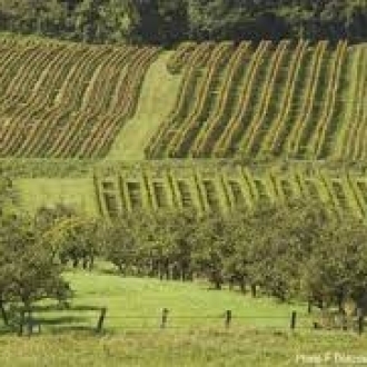 ドメーヌ・ルリエーヴル オーセロワ(AOC コート・ド・トゥール) 白 2022 / Domaine Lelievre Auxerrois AOC Cotes de Toul, Blanc 2022サムネイル7