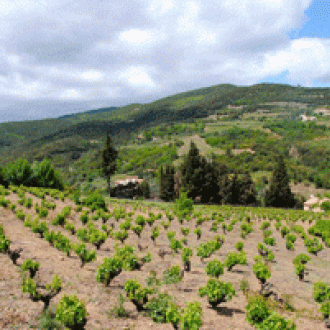 ドメーヌ・ピエール・クロス レ・コスト ミネルヴォア 2022 / Domaine Pierre Cros Les Costes AOC Minervois 2022サムネイル7